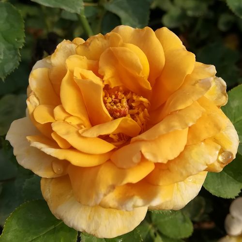 Gelb - floribunda-grandiflora rosen